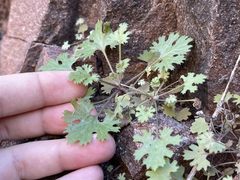Perityle lobata