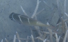 Monotaxis heterodon