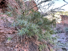 Marsdenia carterae