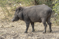 Sus scrofa cristatus