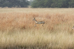 Antilope cervicapra