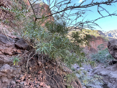 Marsdenia carterae