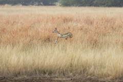 Antilope cervicapra