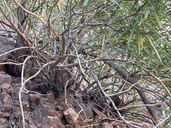 Marsdenia carterae