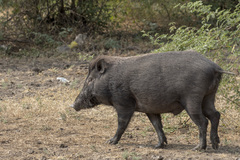 Sus scrofa cristatus