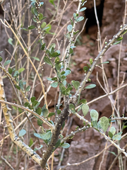 Adelia brandegeei