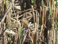 Coturnicops noveboracensis