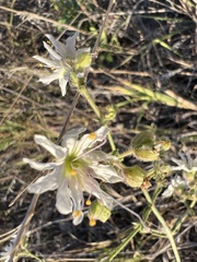 Mirabilis