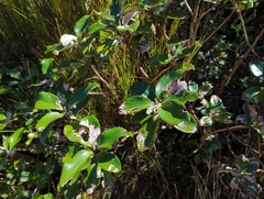 Macrolearia colensoi
