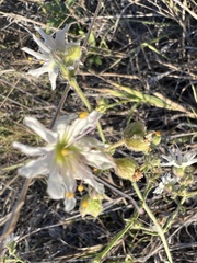 Mirabilis