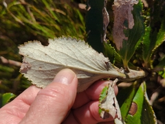 Macrolearia colensoi