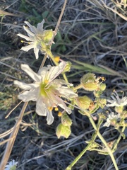 Mirabilis