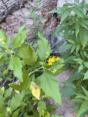Verbesina oligocephala