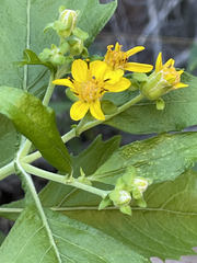 Verbesina oligocephala