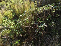 Macrolearia colensoi