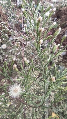 Symphyotrichum subulatum squamatum