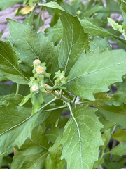 Verbesina oligocephala
