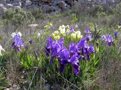 Iris lutescens