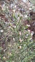 Symphyotrichum subulatum squamatum