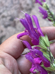 Salvia peninsularis