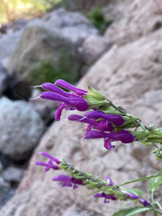 Salvia peninsularis