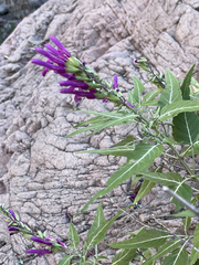 Salvia peninsularis