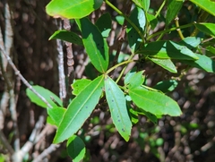 Pseudopanax colensoi