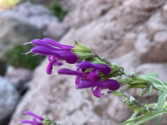 Salvia peninsularis