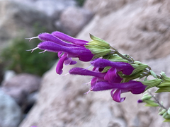 Salvia peninsularis