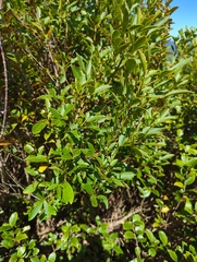 Pseudopanax colensoi