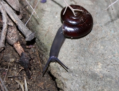 Glyptostoma gabrielense