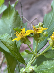 Verbesina oligocephala