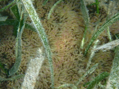 Catalaphyllia jardinei