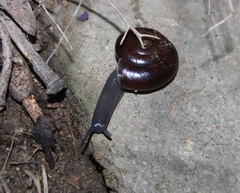 Glyptostoma gabrielense
