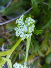 Anisotome