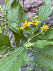 Verbesina oligocephala
