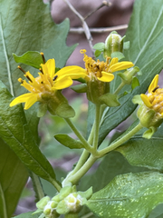 Verbesina oligocephala