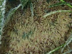 Catalaphyllia jardinei