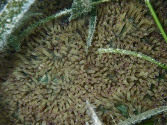 Catalaphyllia jardinei