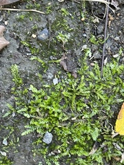 Plagiothecium cavifolium