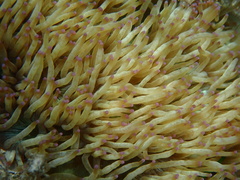 Catalaphyllia jardinei