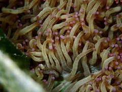 Catalaphyllia jardinei