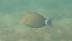 Acanthurus xanthopterus