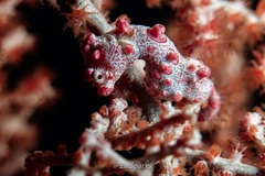 Hippocampus bargibanti