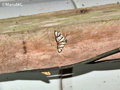 Conchylodes nolckenialis