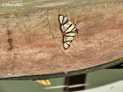 Conchylodes nolckenialis