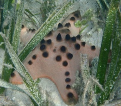 Protoreaster nodosus