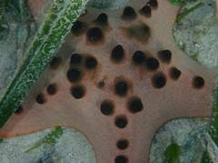 Protoreaster nodosus