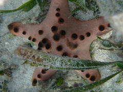 Protoreaster nodosus