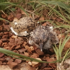 Vanellus coronatus